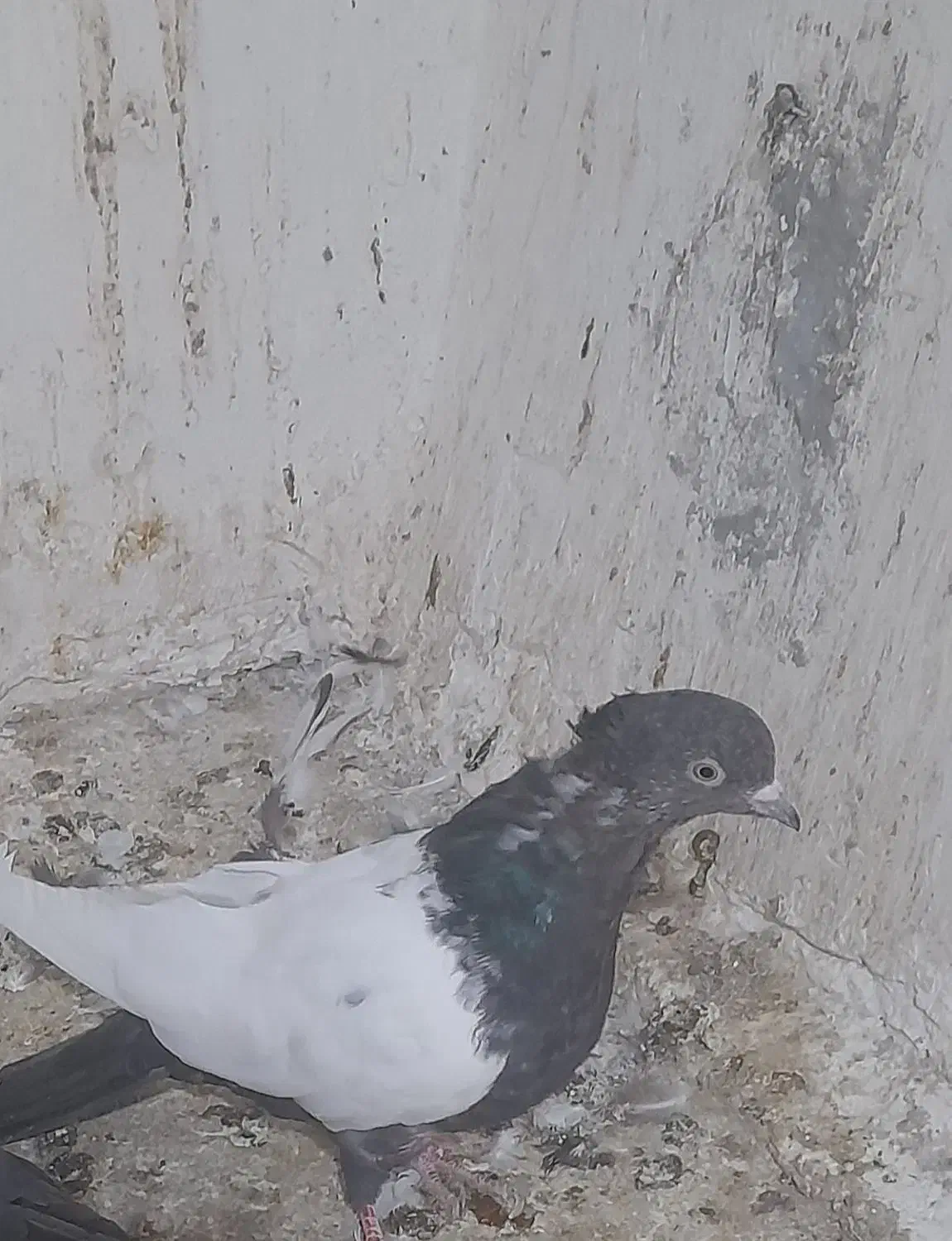 کبوتر فروشی رنگه|پرنده|شیروان (خراسان), |دیوار