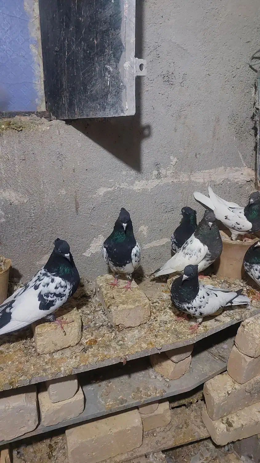 کبوتر کله سیاه|پرنده|گرمه, |دیوار