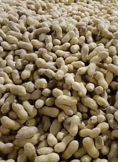 بادام زمینی باغلا ف درجه یک|خوردنی و آشامیدنی|قشلاق دشت, |دیوار