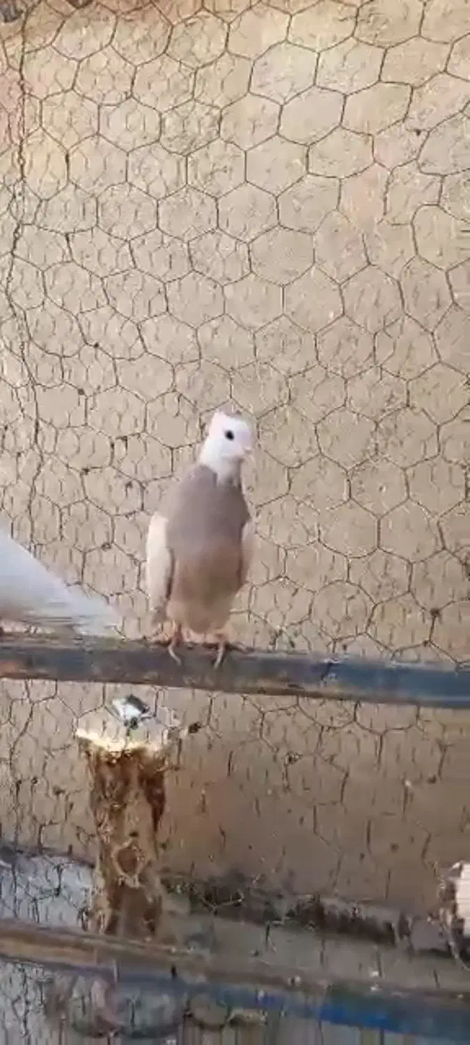 طوقی|پرنده|پاکدشت, پاکدشت (مامازند)|دیوار