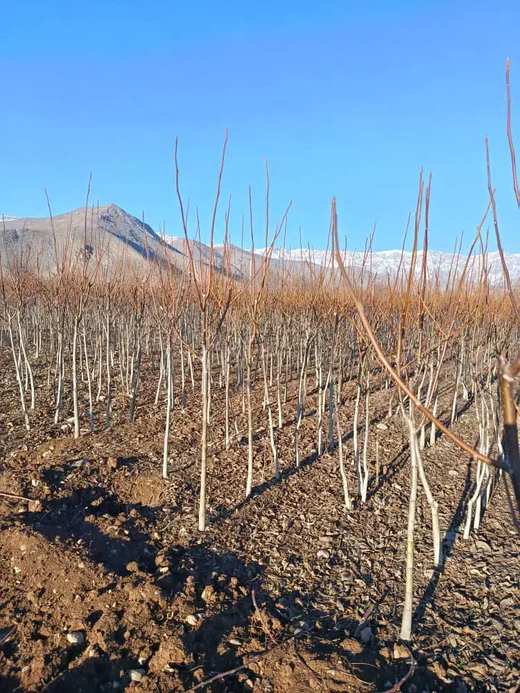 نهال درخت گردو|خدمات باغبانی و درختکاری|تیکمه داش, |دیوار