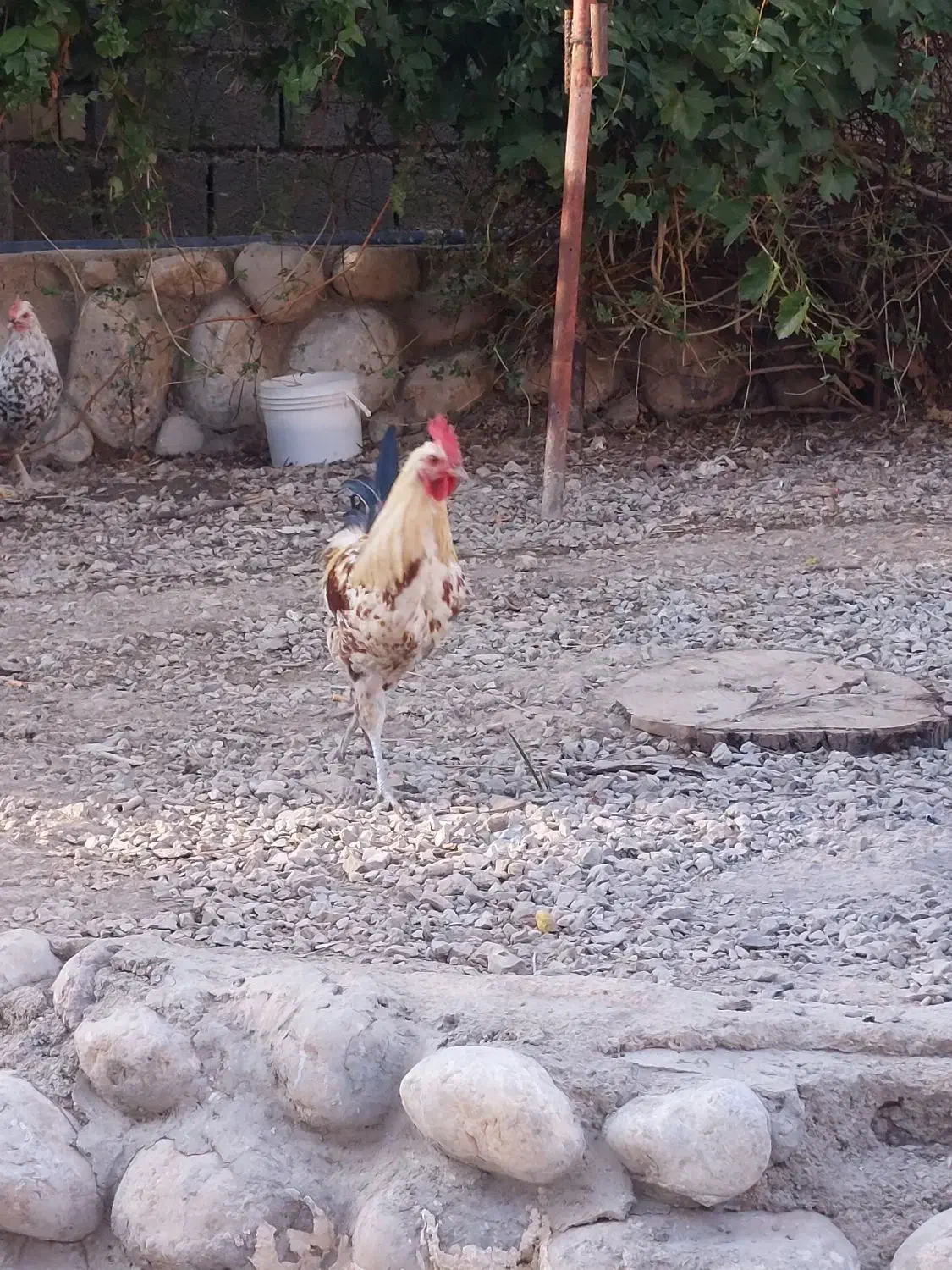 خروس ۸ ماه گلین|حیوانات مزرعه|دورود, |دیوار