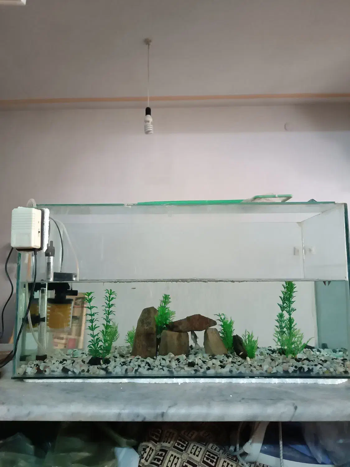 آکواریوم|ماهی|مشهد, نکاح|دیوار