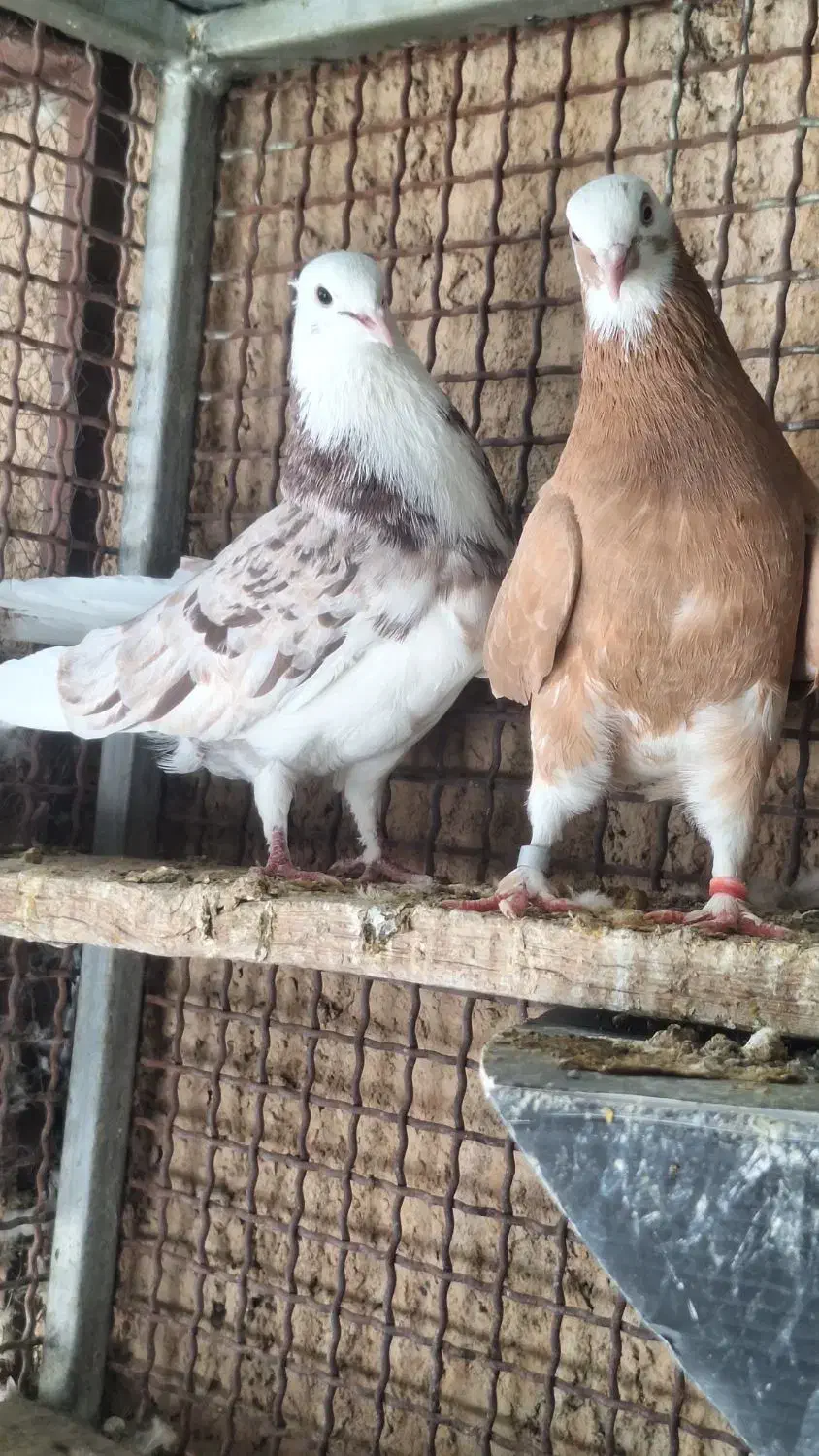 سرور و زرد|پرنده|مبارکه, |دیوار