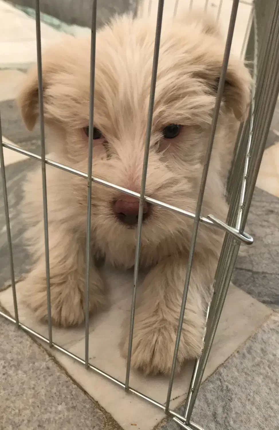 واگذاری سگ|سگ|ایلام, |دیوار