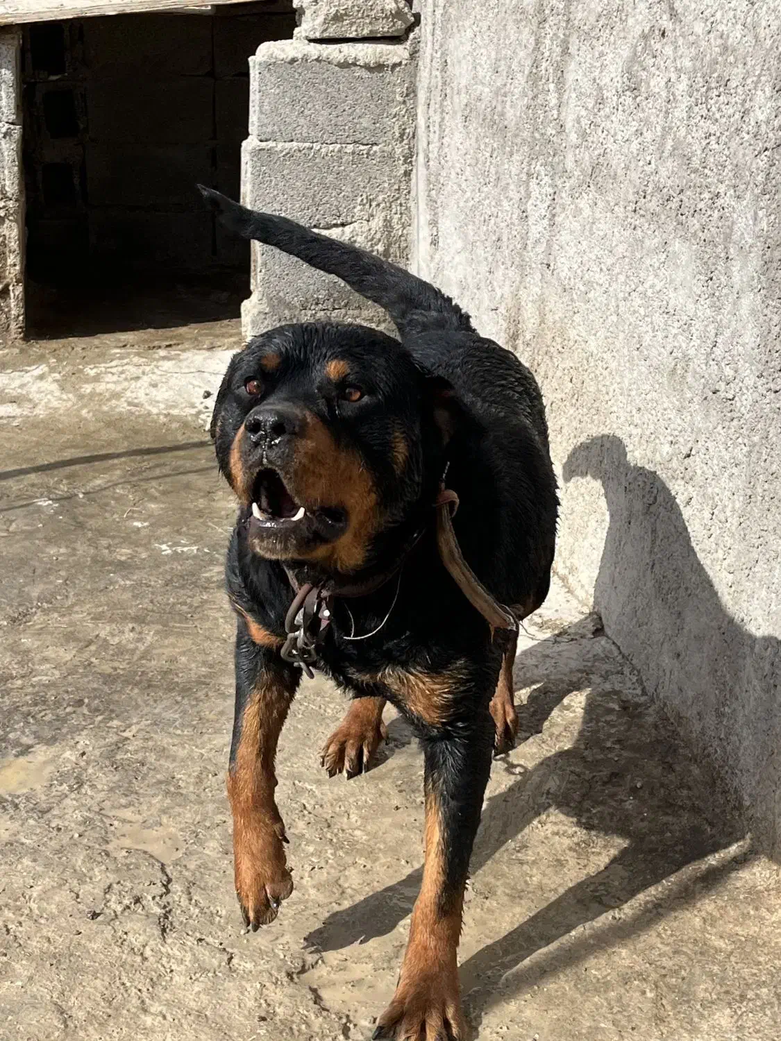 روتوایلر نگهبان|سگ|شهریار, اصیل آباد|دیوار