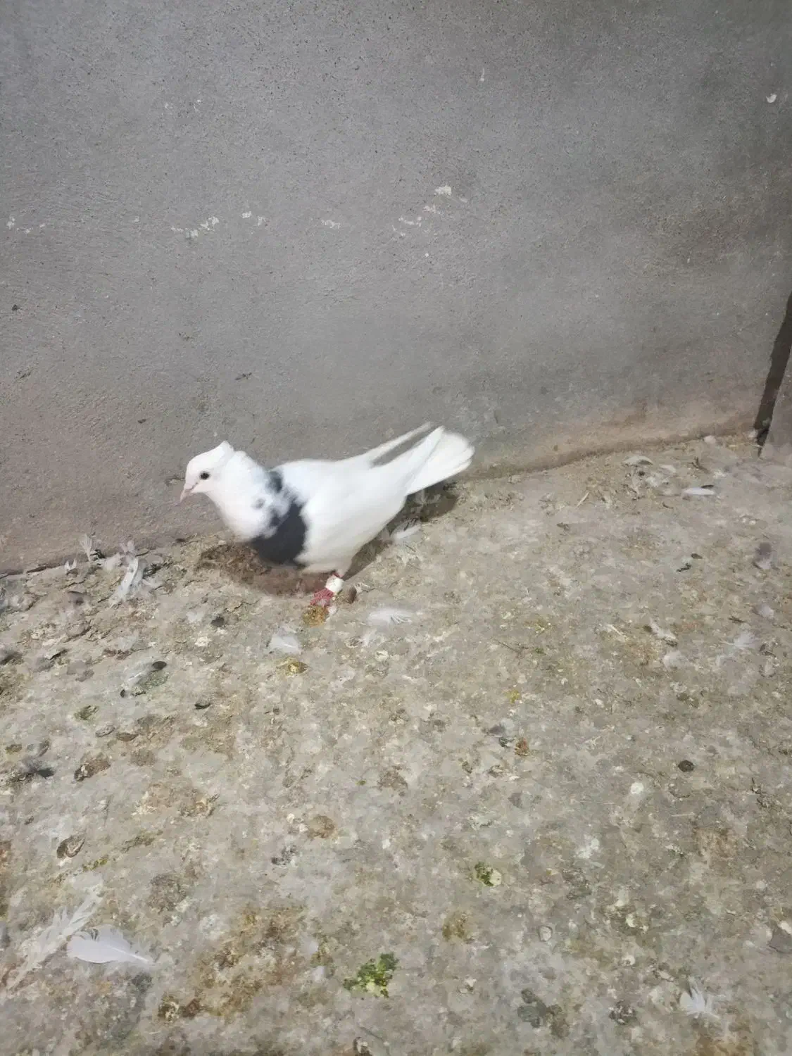 ی طوقی صید|پرنده|شیروان (خراسان), |دیوار