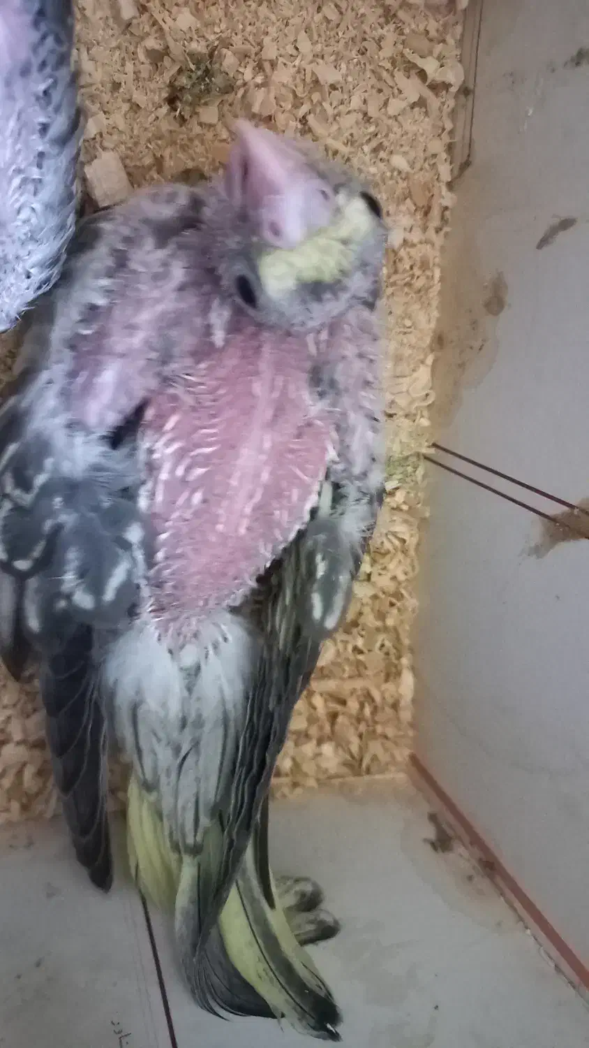 جوجه عروس هلندی طاووسی|پرنده|مشهد, عامل|دیوار