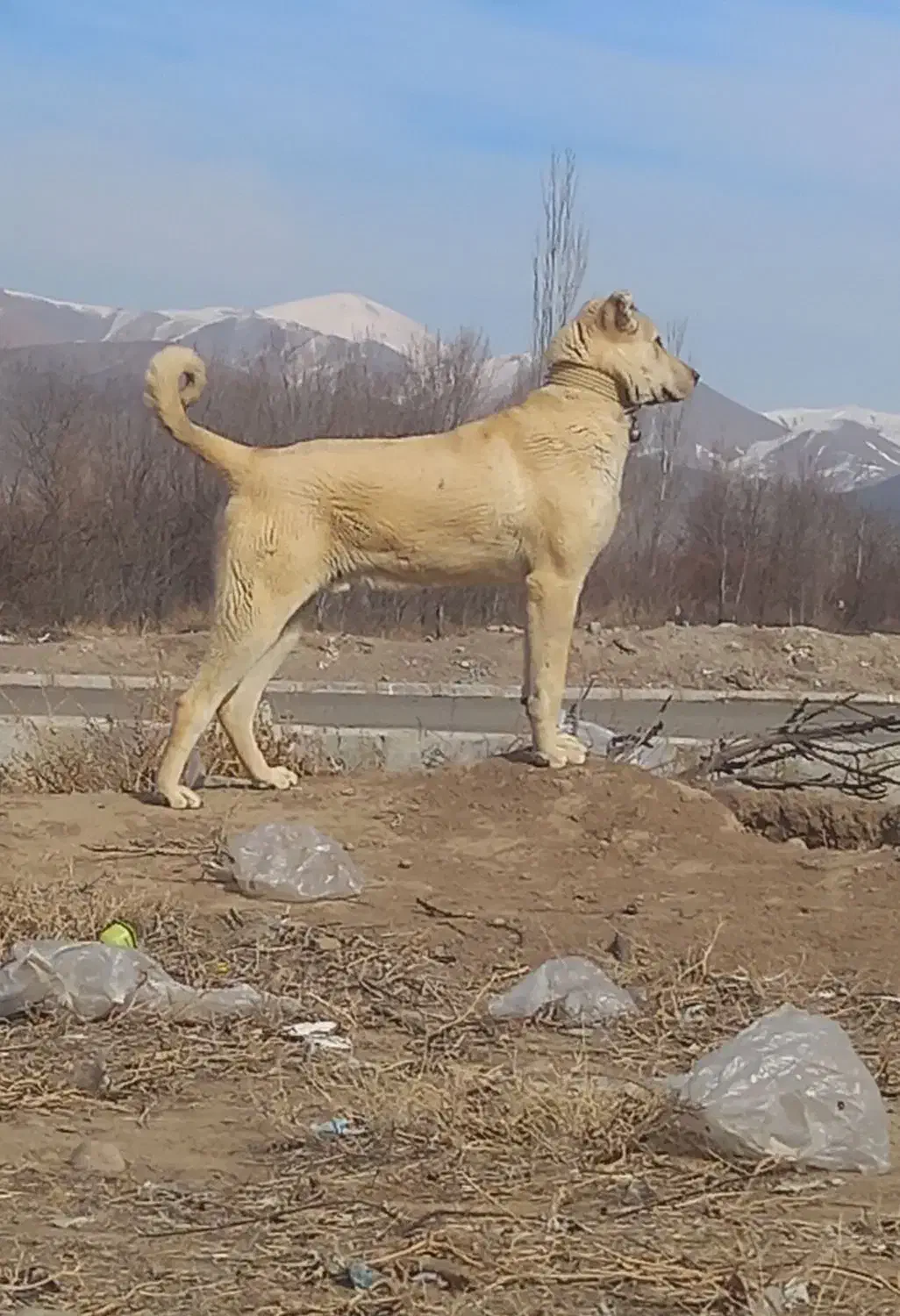 سگ سرابی|سگ|مرند, |دیوار