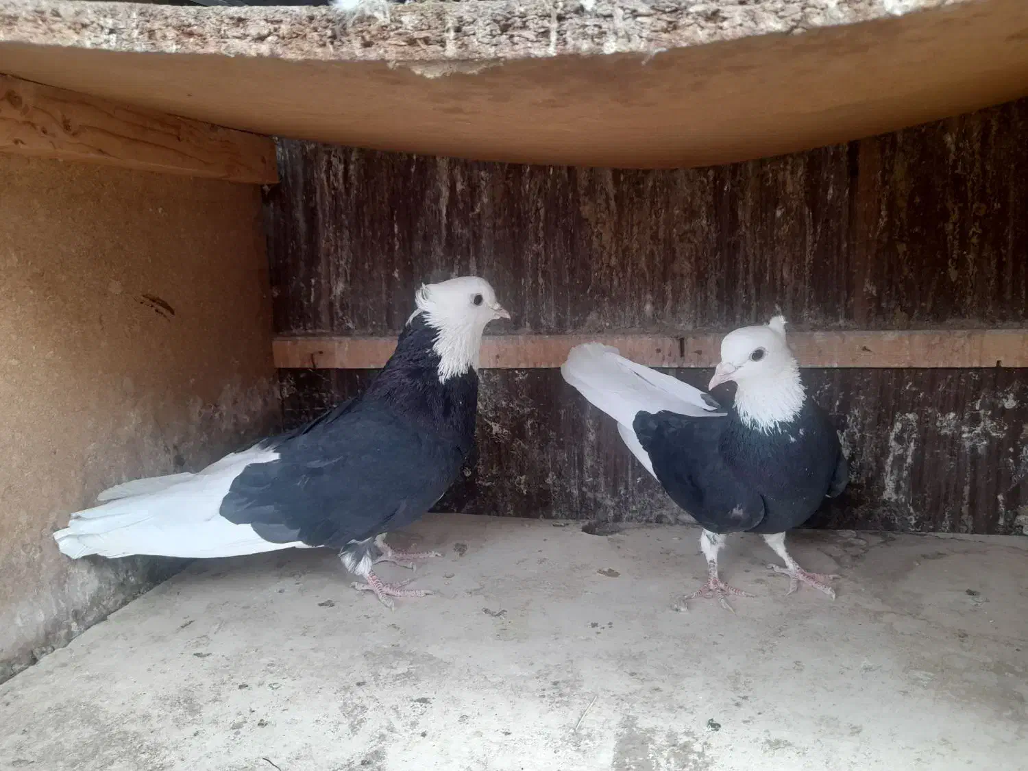 کفتر|پرنده|بم, |دیوار