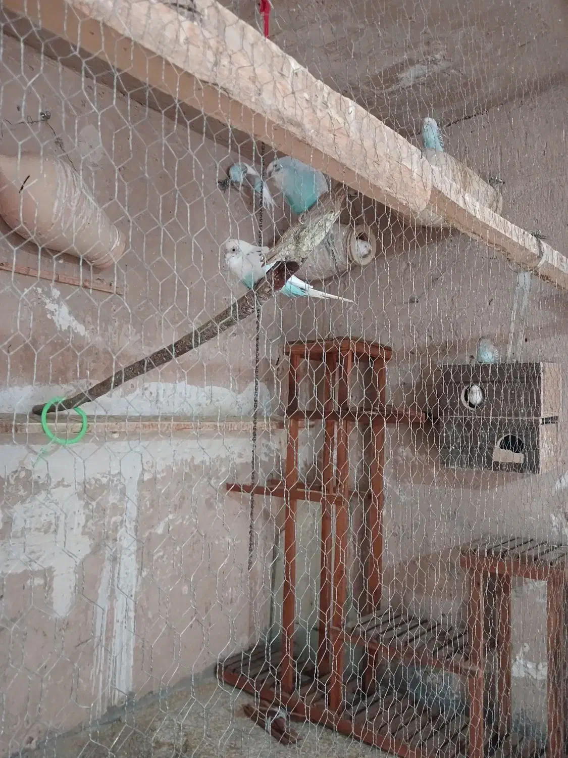 مرغ عشق|پرنده|تربت جام, شهرک معلم|دیوار