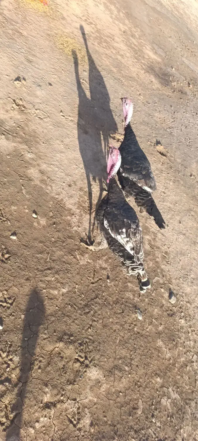 بوقلمو|حیوانات مزرعه|پلدشت, |دیوار