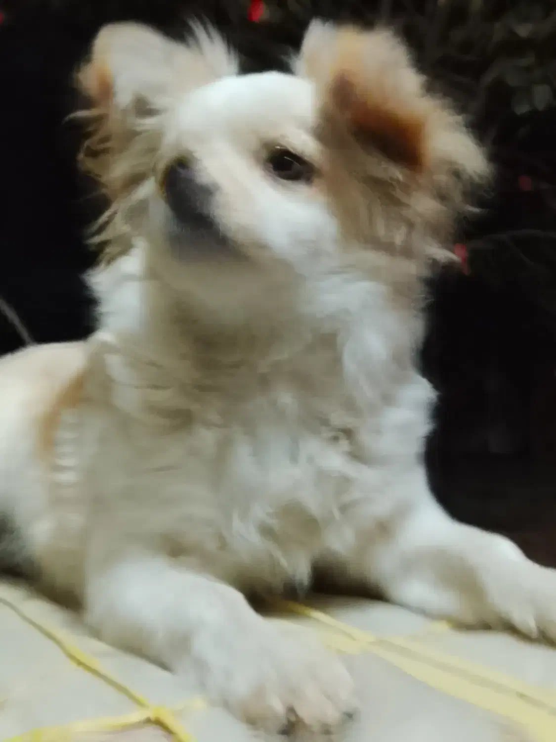 سگ اشپیتز|سگ|شیراز, درکی|دیوار