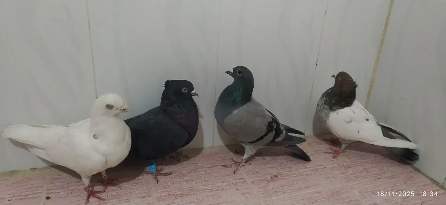 کبوتر|پرنده|مرودشت, مجد آباد|دیوار