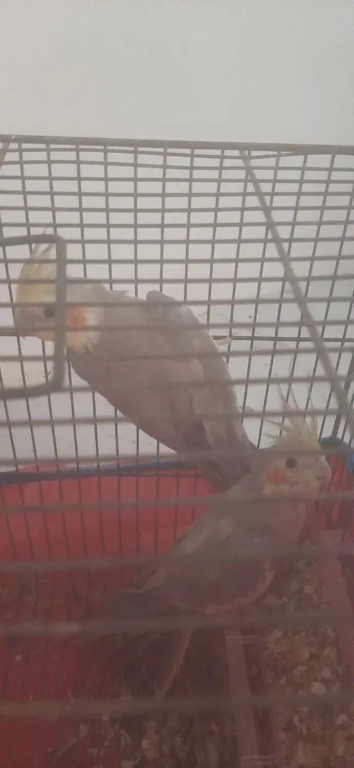 یک جفت طوطئ عروس نر و ماده بالغ فروشی فوری|پرنده|قائمشهر, |دیوار