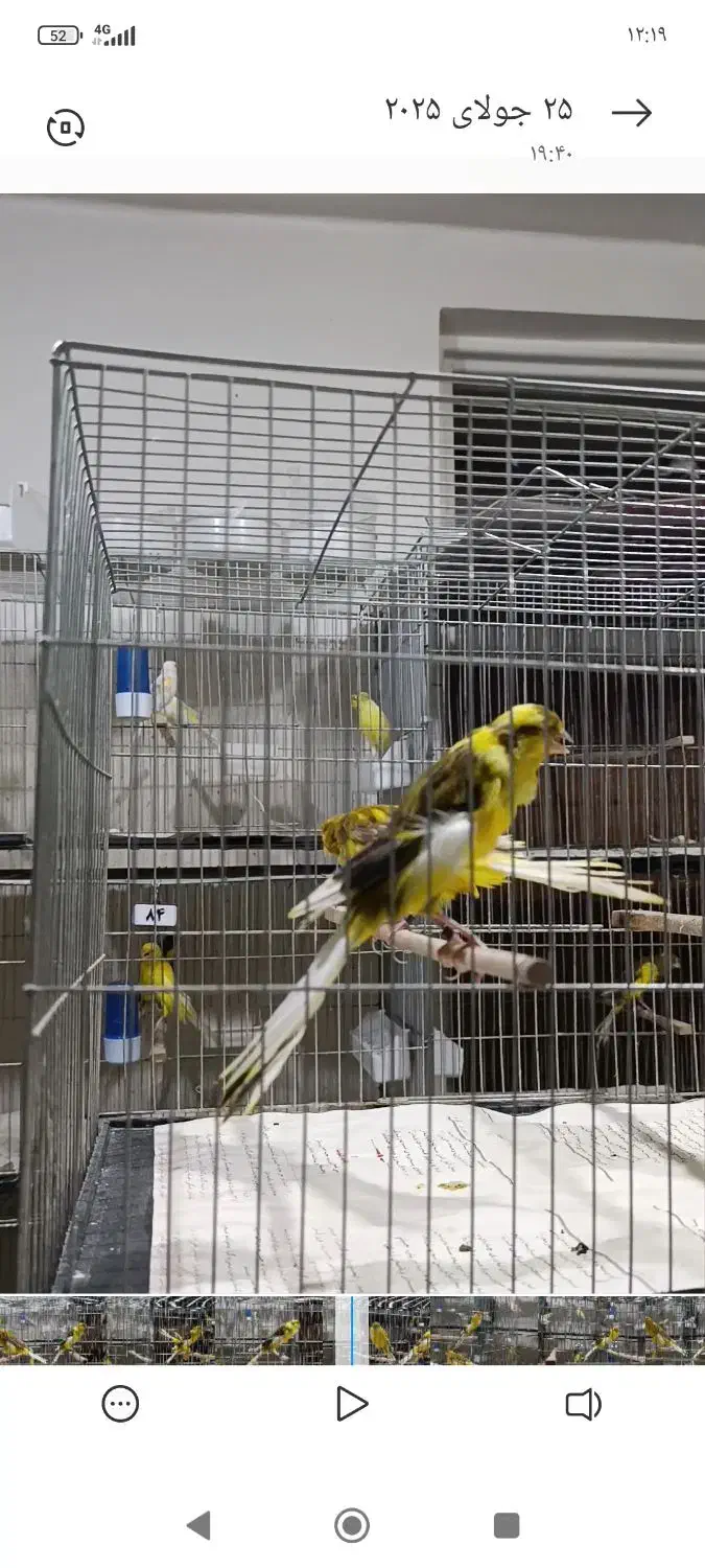 قناری کشیده بلند|پرنده|ری, اقدسیه|دیوار