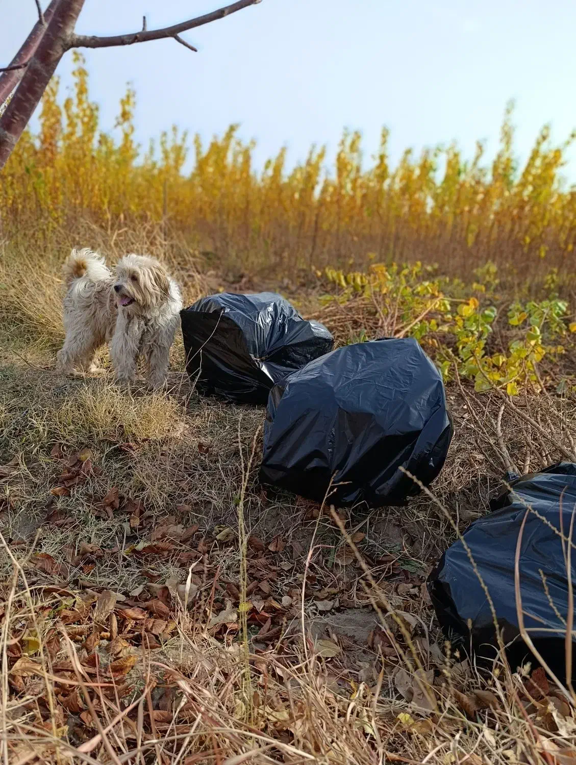 نهالستان تندرو زردآلوعسگرآبادسبزبرپایه آلوچه وحشی|خدمات باغبانی و درختکاری|مرند, |دیوار