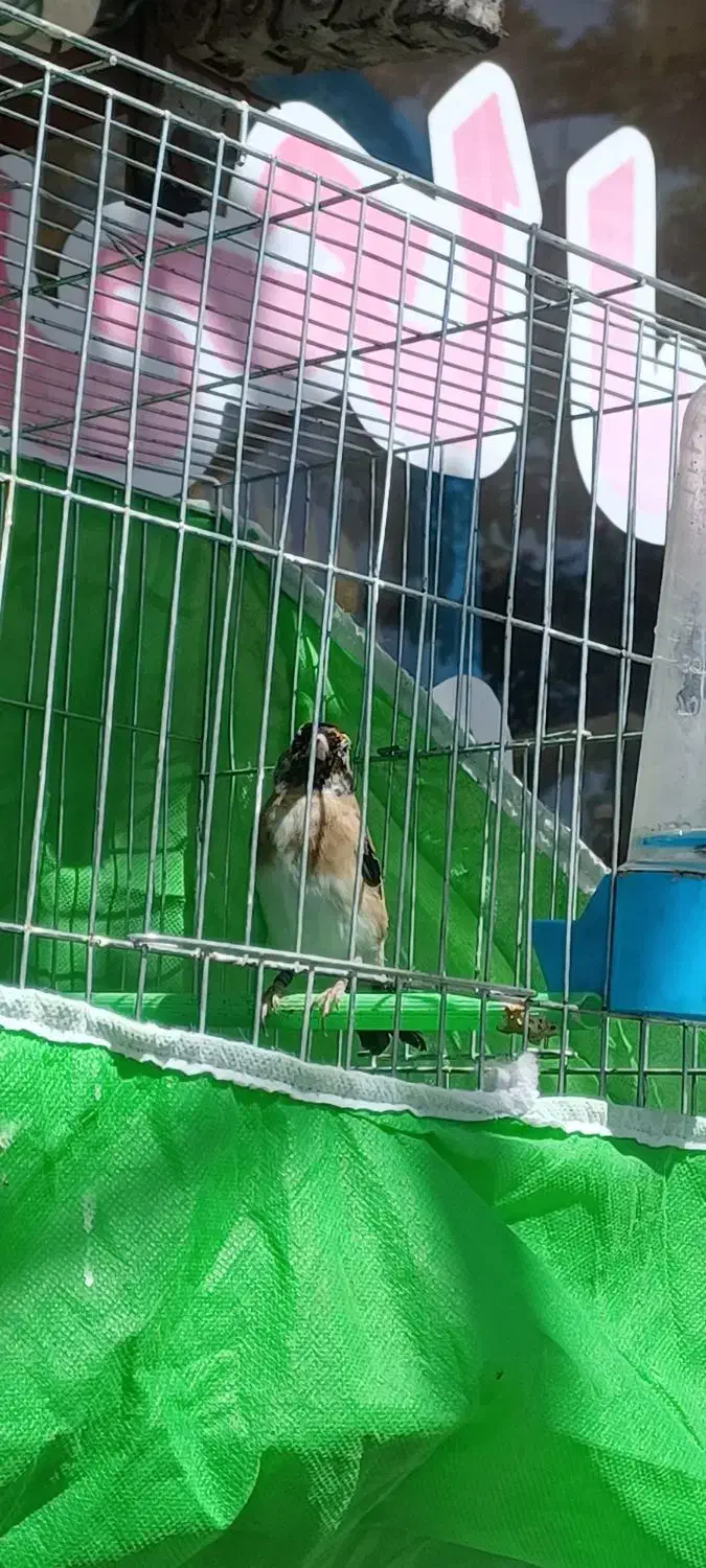 جوجه سهره|پرنده|خرمدره, |دیوار