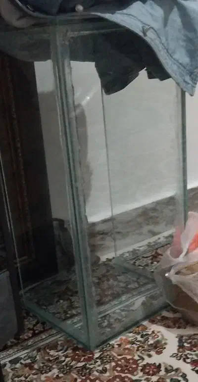 شیشه اکواریوم|ماهی|بیجار, |دیوار