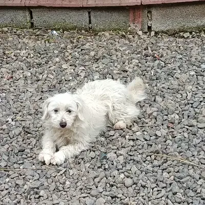 واگذاری سگ|سگ|رشت, معلم|دیوار