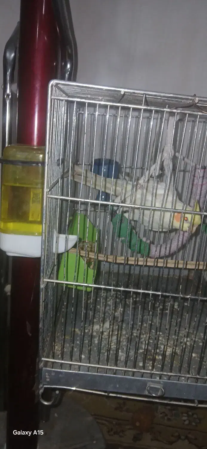 عروس لوتینو باانرژی|پرنده|گلپایگان, |دیوار