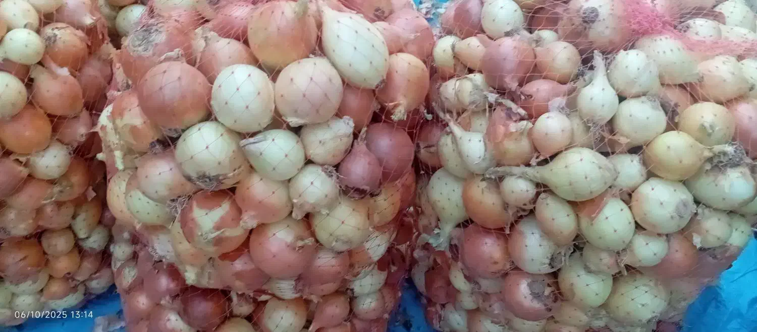 فروش ۲۰۰ ۳۰۰کیلو پیاز درجه یک|عمده‌فروشی|اسدآباد, |دیوار