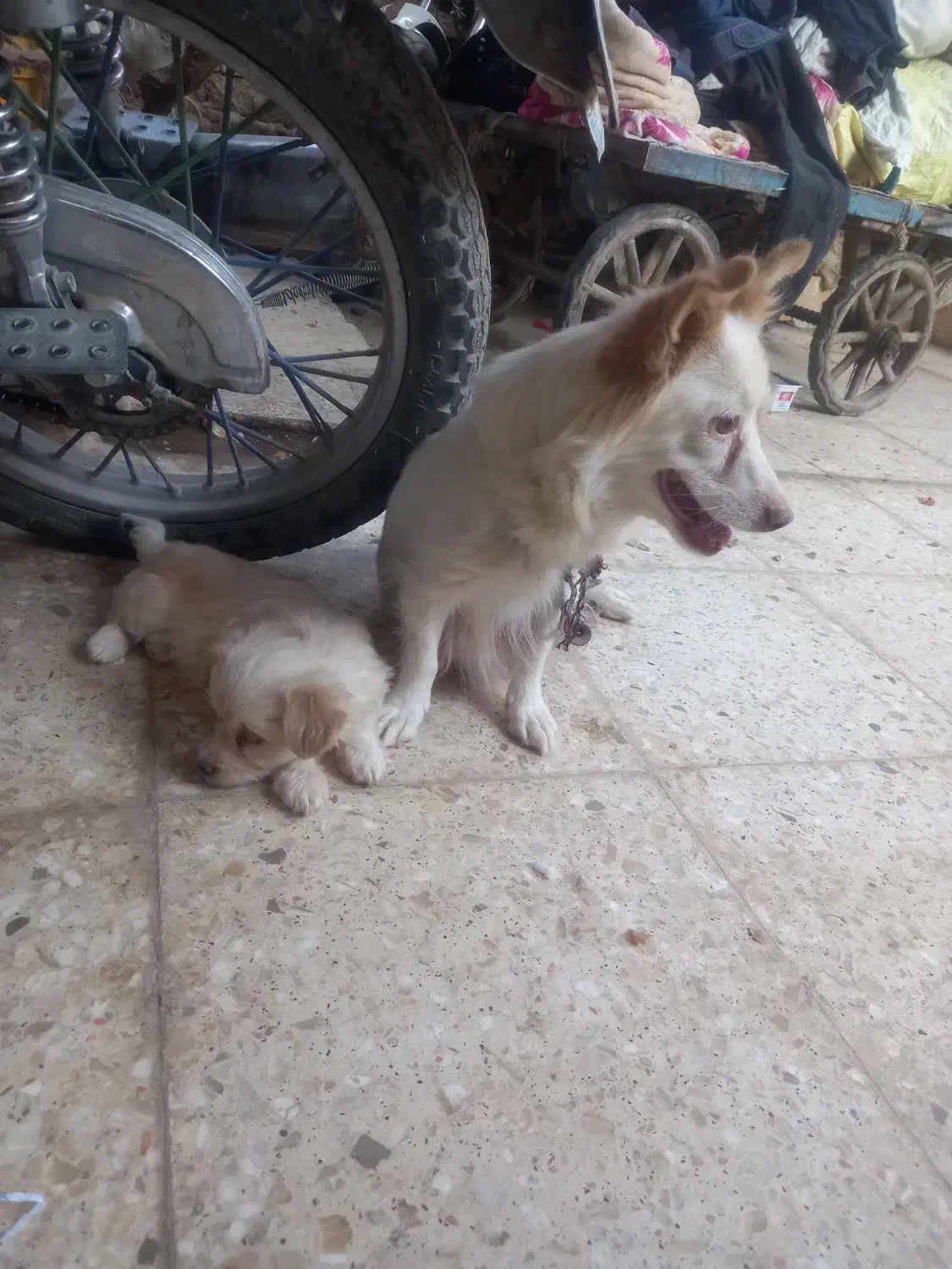 یک طوله سگ پامرروباهی سایز سفر خیلی بازیگوش|سگ|زابل, |دیوار