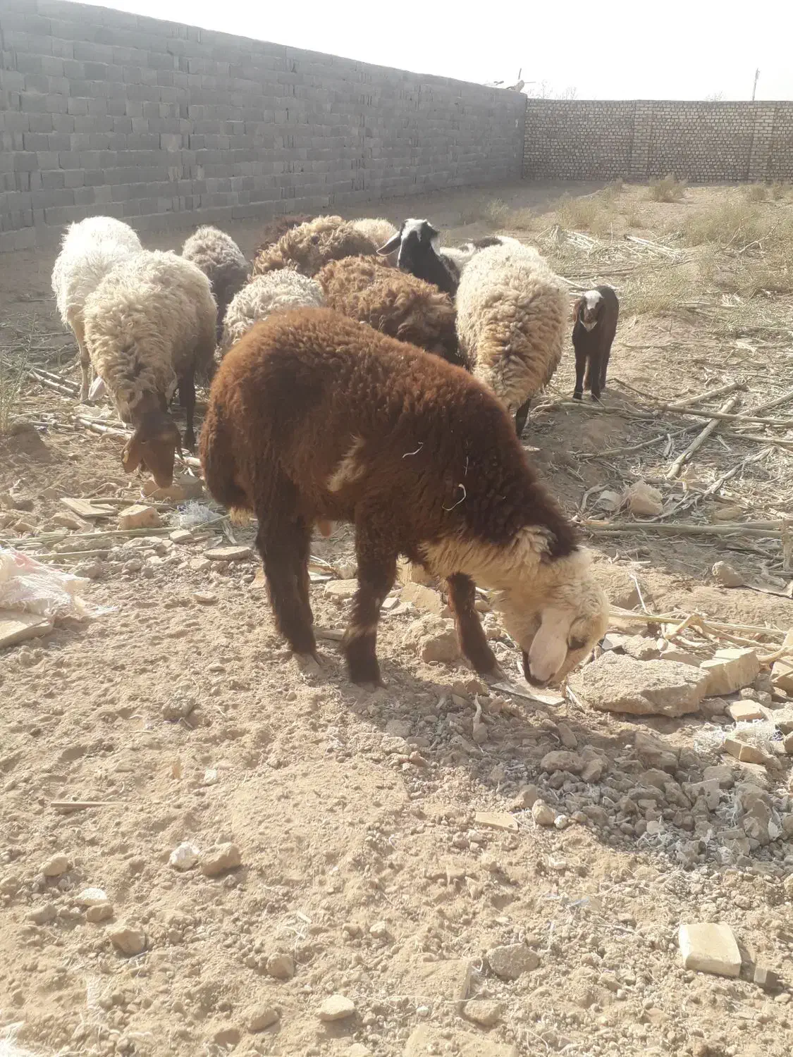 بره قوچ افشاری|حیوانات مزرعه|کاشان, صفی آباد|دیوار