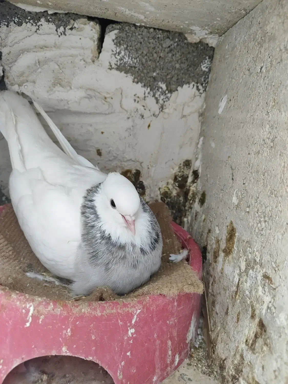 کفتر طوقی|پرنده|امیدیه, |دیوار