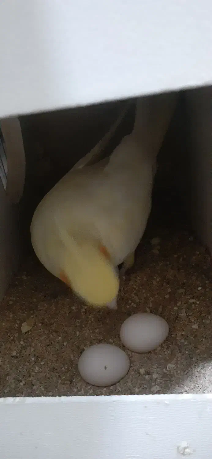 ط و ط ی ع روس|پرنده|سبزوار, کهنه آب|دیوار