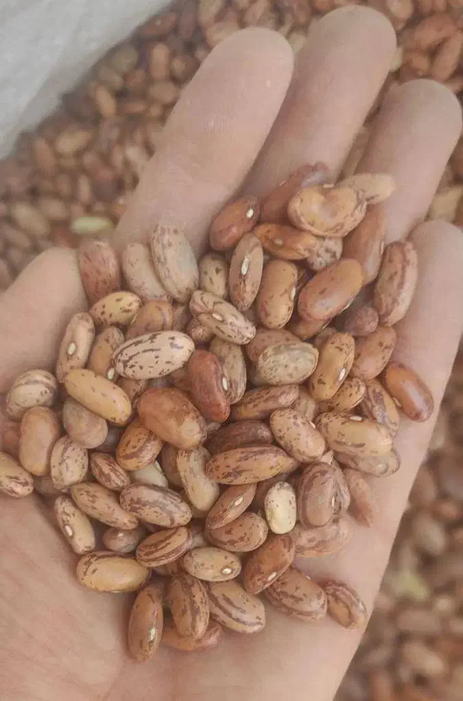 لوبیاچیتی چشمبلبلی عدس نخودبرنج تایلندی|خوردنی و آشامیدنی|دوگنبدان, |دیوار