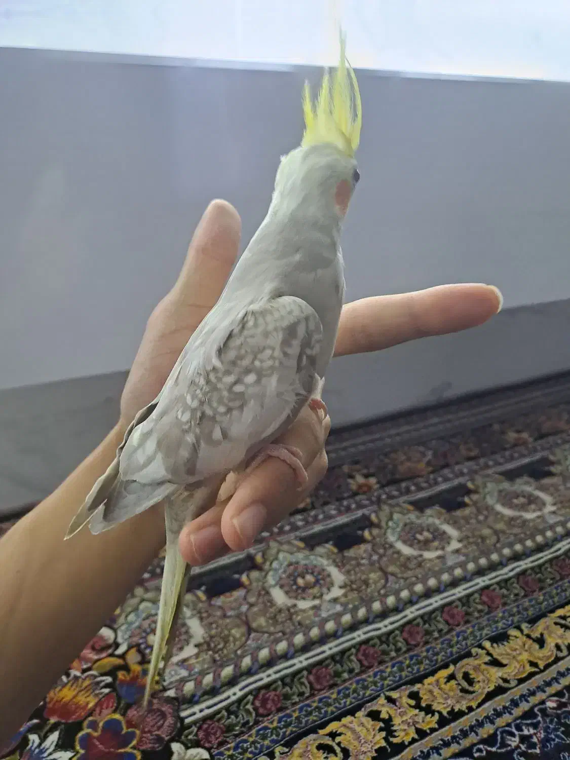 عروس هلندی گم شده در داود اباد|حیوانات|قرچک, داوود آباد|دیوار