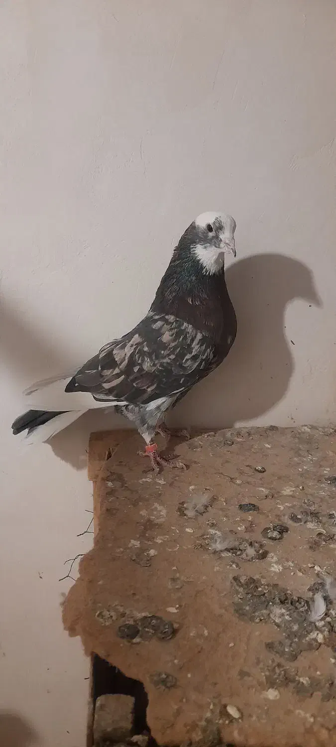 کبوتر  پرشی|پرنده|نهاوند, |دیوار