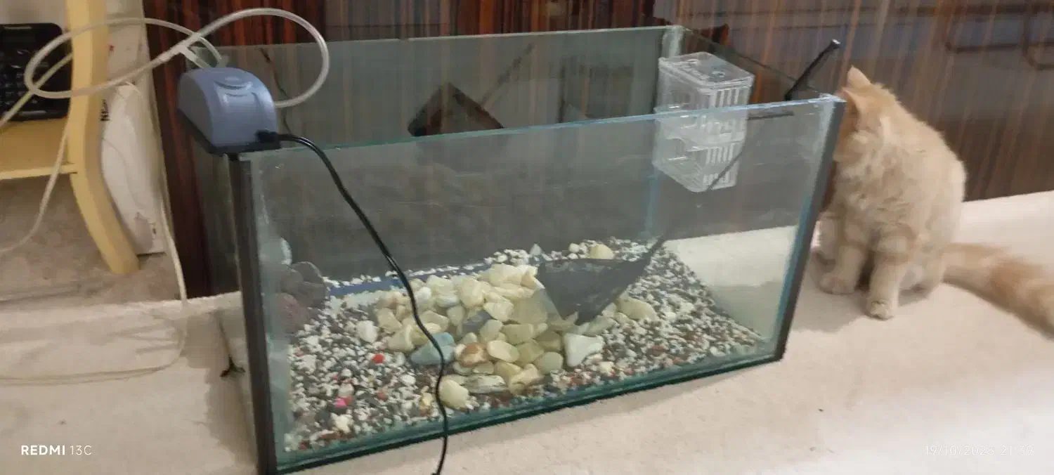 آکواریوم|ماهی|تهران, مسعودیه|دیوار