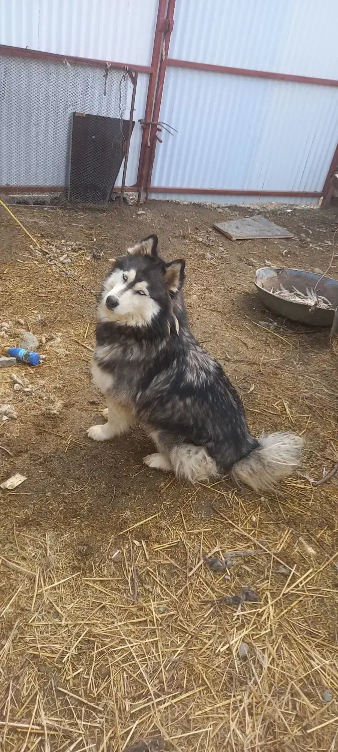 سگ هاسکی چشم آبی|سگ|نقده, |دیوار