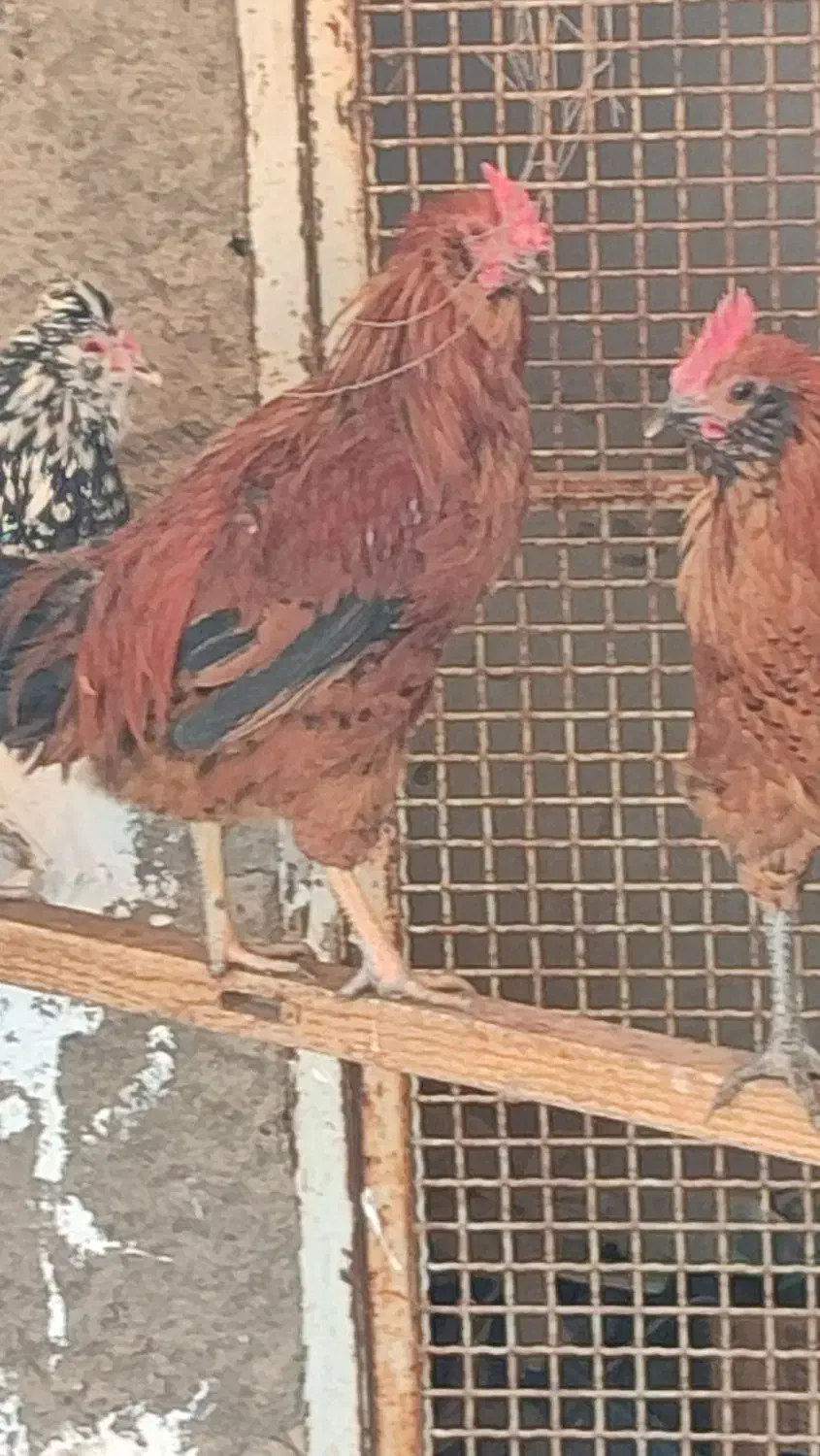 مرغ خروس گلین|حیوانات مزرعه|قم, الغدیر|دیوار