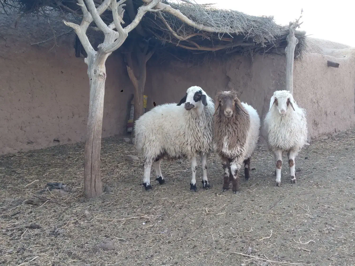 بره نر وماده|حیوانات مزرعه|قائن, |دیوار