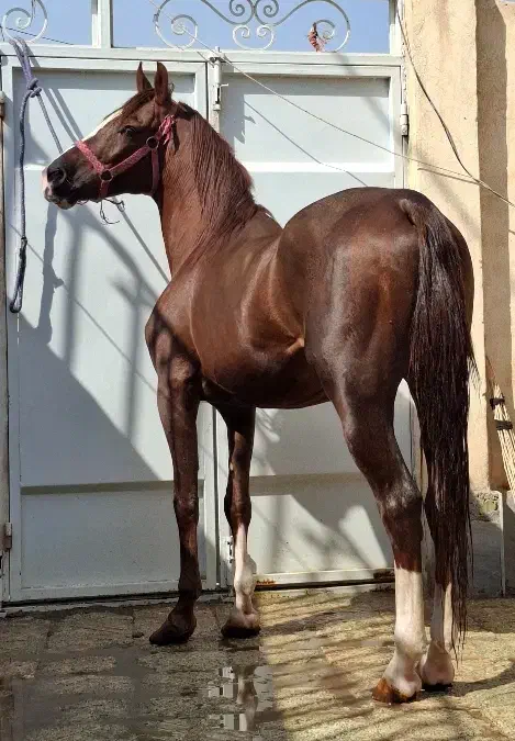 اسب عرب با برگه کشش|اسب و تجهیزات اسبسواری|حبیب آباد, |دیوار