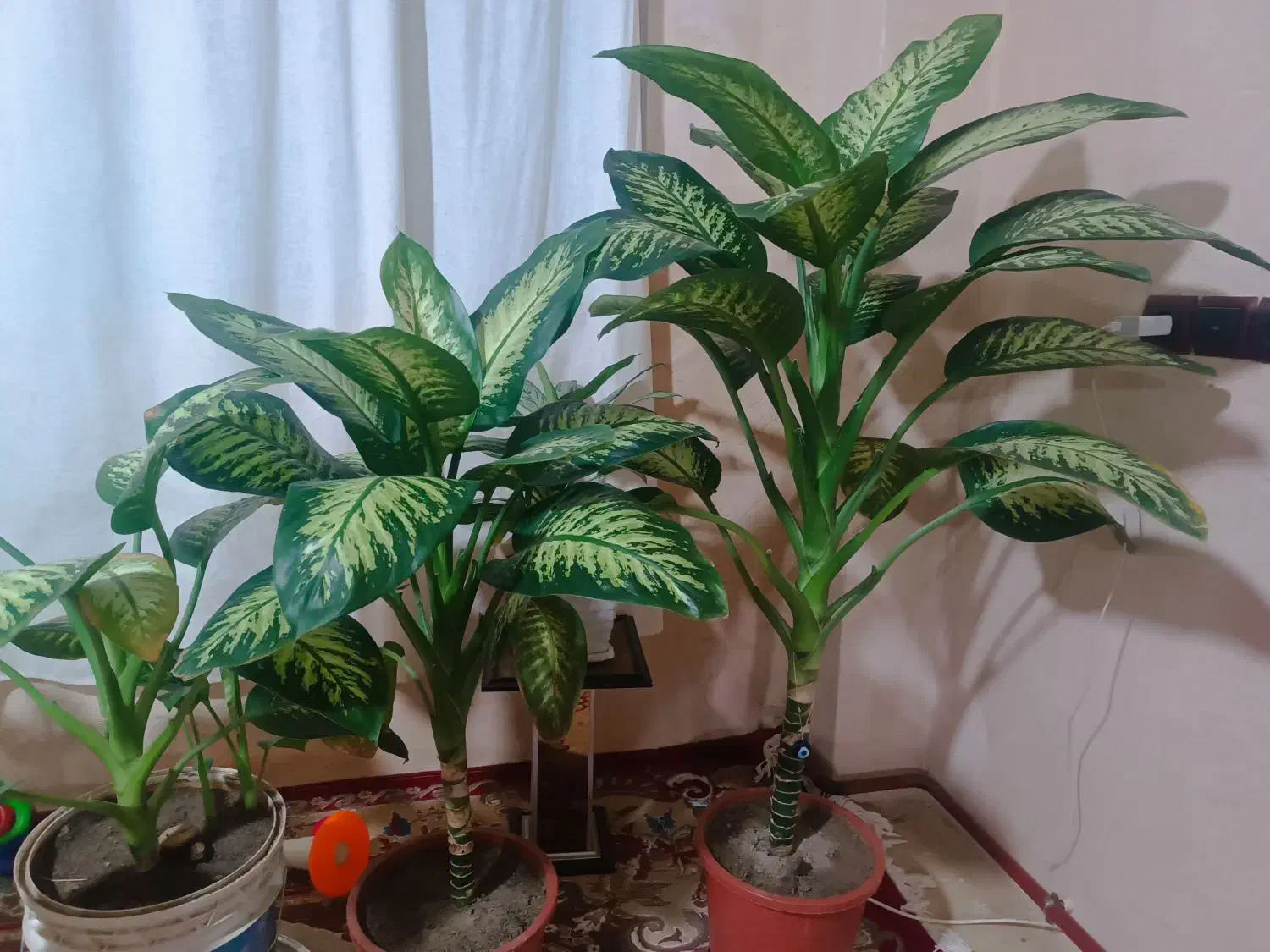 گل دیفن باخیا|گل و گیاه طبیعی|مراغه, |دیوار