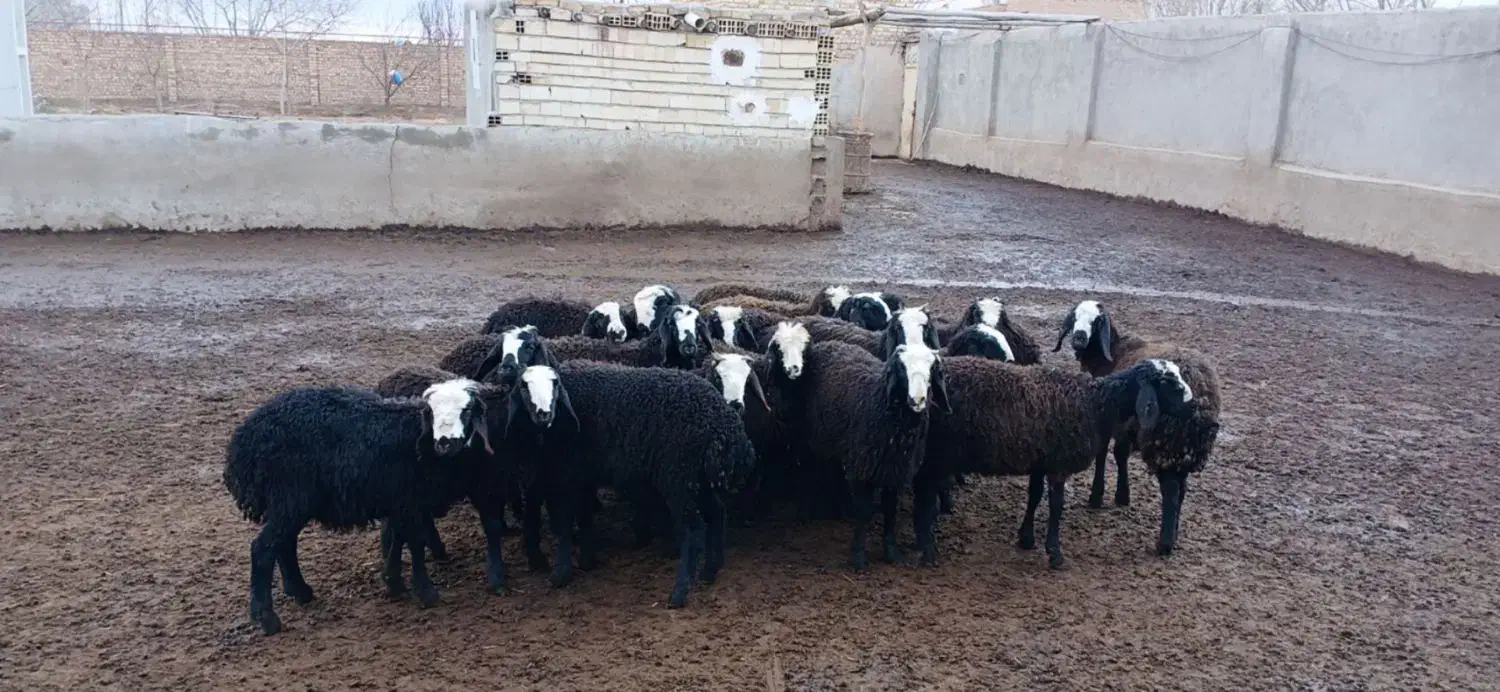 بره نروماده|لوازم جانبی حیوانات|اسفرورین, |دیوار