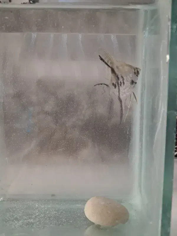 ماهی انجل|ماهی|مرودشت, بیست متری بیمارستان|دیوار