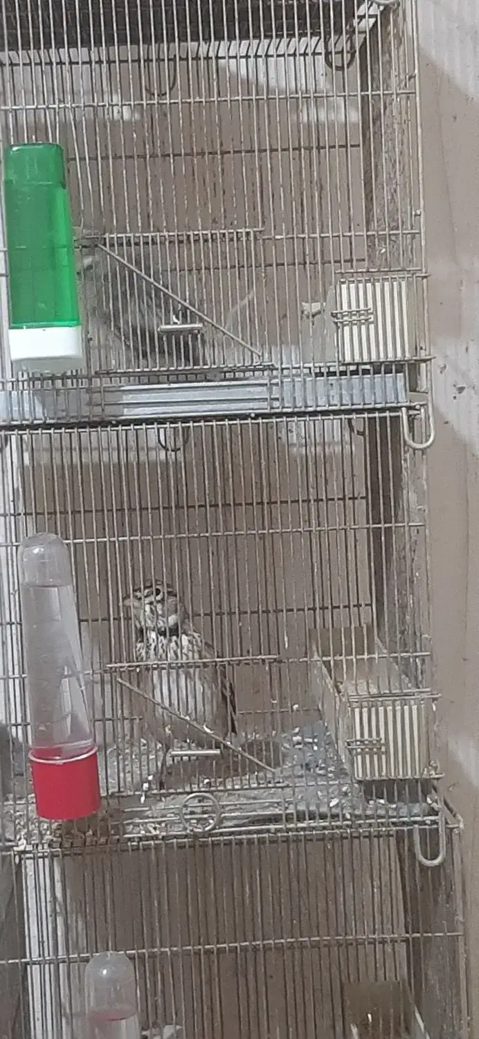 سهره خاکی|پرنده|میاندوآب, |دیوار