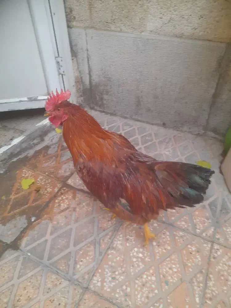 خروس|حیوانات مزرعه|تهران, افسریه جنوبی|دیوار