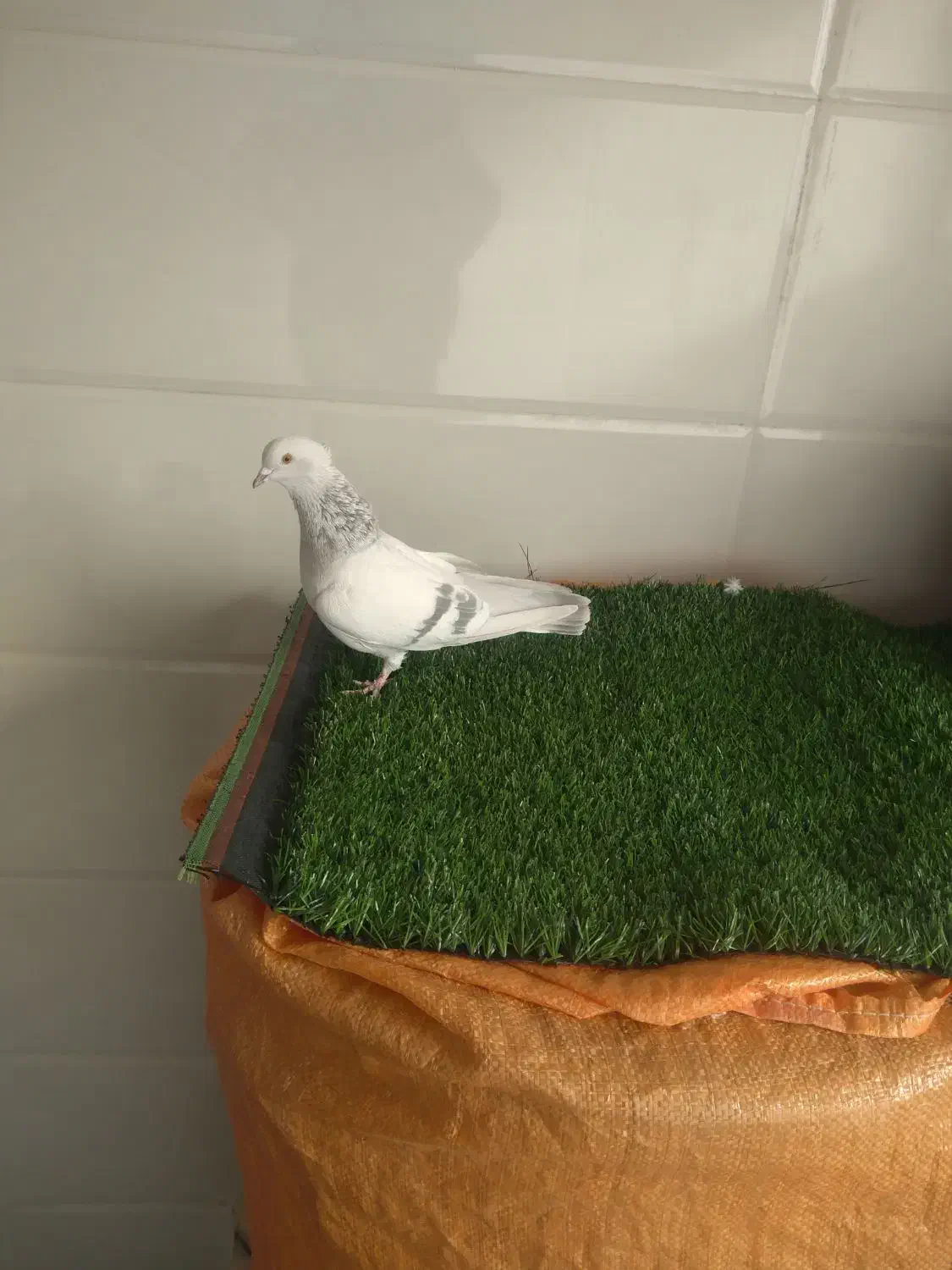 ماده سوسنی|پرنده|زرقان, |دیوار