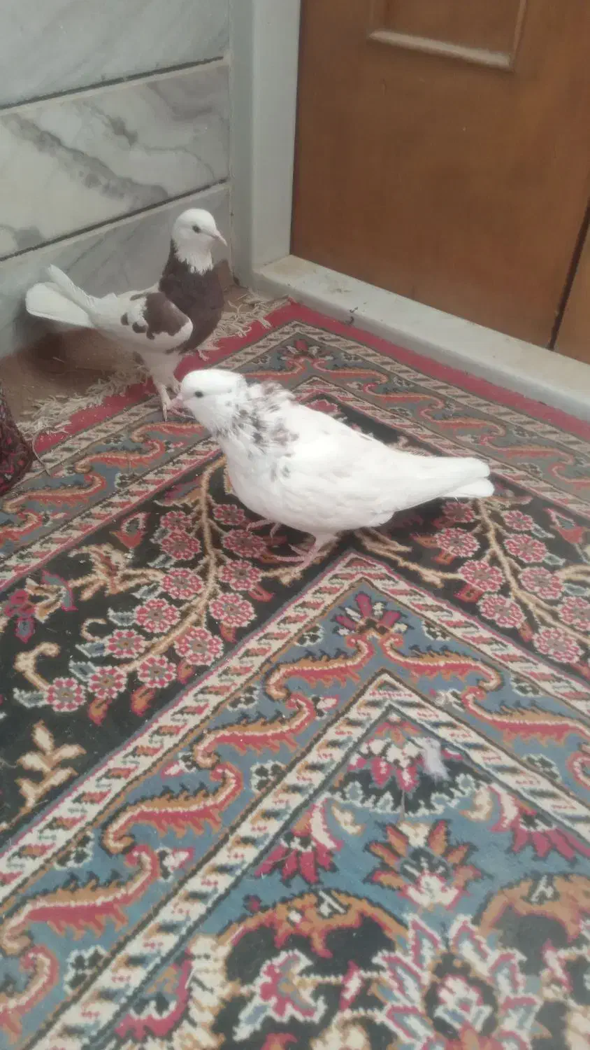 طوقی|پرنده|خمینی‌شهر, |دیوار