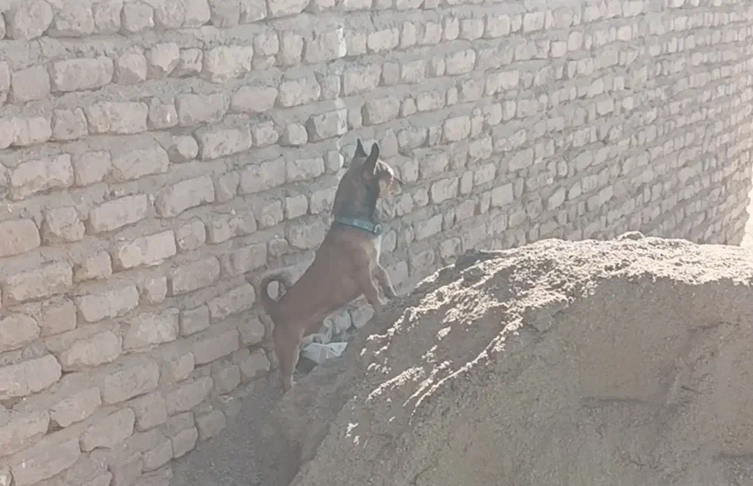 شیواوانر|سگ|بم, |دیوار