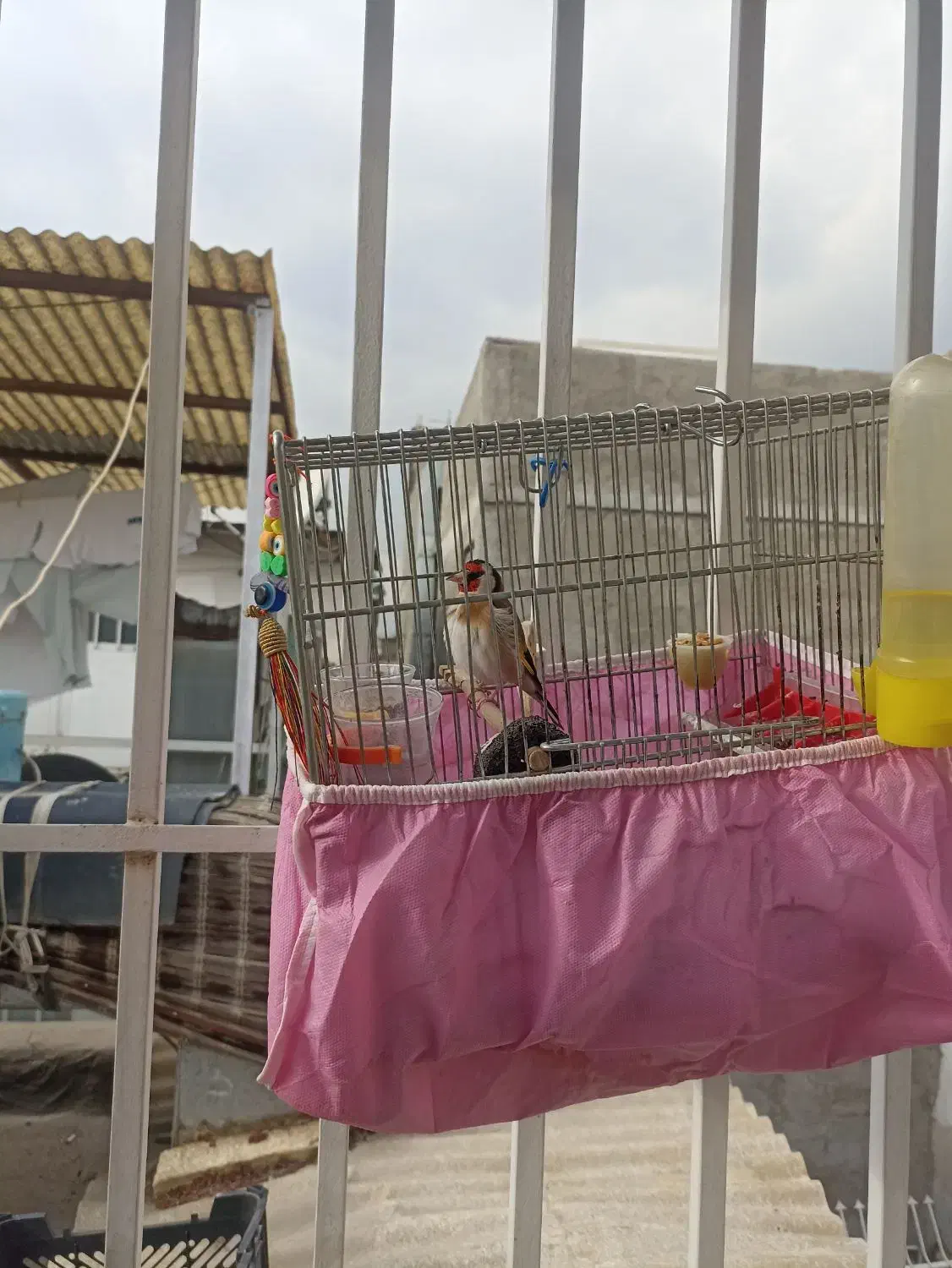 سهره|پرنده|تهران, خاک سفید|دیوار