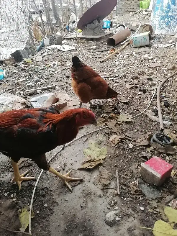 جوجه لاری|حیوانات مزرعه|گرگان, |دیوار