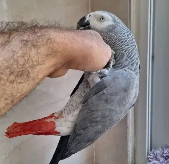 کاسکو گمشده|حیوانات|نهاوند, |دیوار