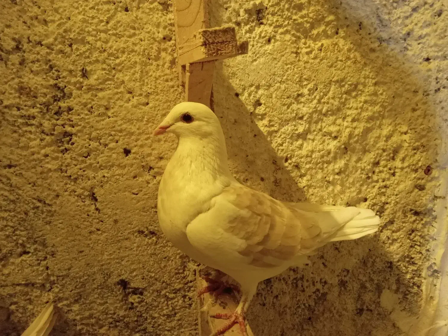 کبوتر ماده|پرنده|تربت جام, یحیی آباد|دیوار